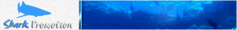 Shark Promotion - акула в рекламном бизнесе! Shark Promotion